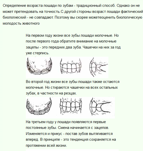 Как узнать возраст собаки или щенка: по зубам, глазам, шерсти, поведению и другим признакам
