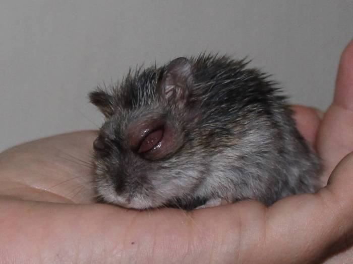 Опухоль, абсцесс, нарост, шишка у хомяков: профилактика и первая помощь питомцу