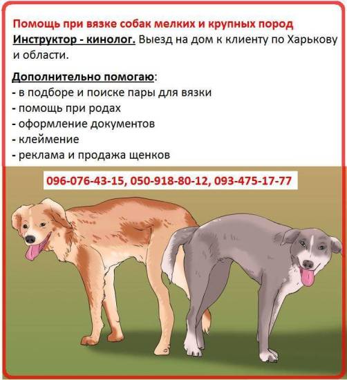 Случка, или вязка собак: подходящий возраст, выбор партнера, подготовка животных, оформление документов, как определить наступившую беременность