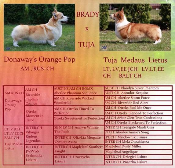 Питание вельш корги кардиган, особенности кормления