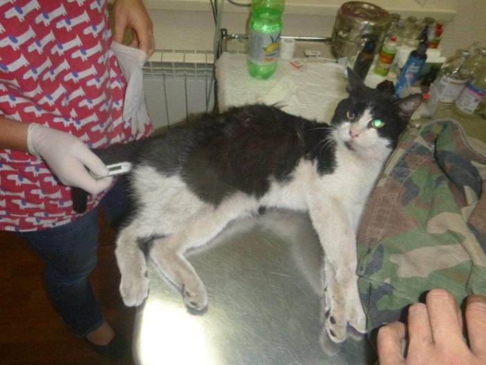 Переломы и вывихи у кошки: причины, симптомы, лечение | блог ветклиники "беланта"