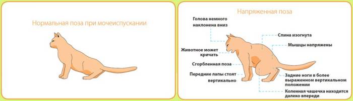 Почему кошки и коты чихают: опасные и неопасные причины
