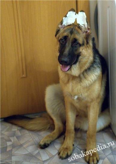 Когда встают уши у немецкой овчарки, у щенка?