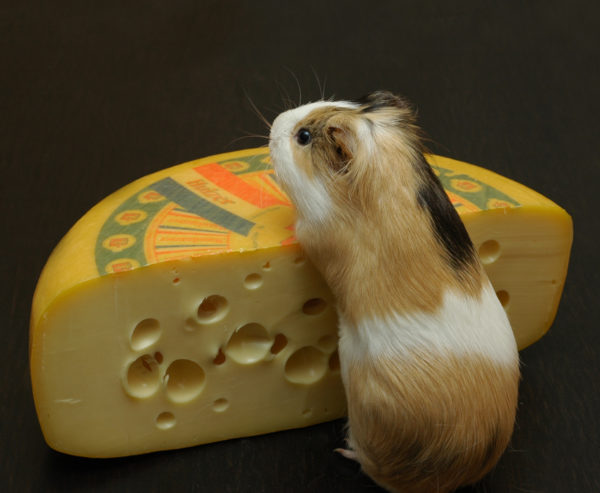 Чем можно кормить морскую свинку, что ест, что нельзя давать