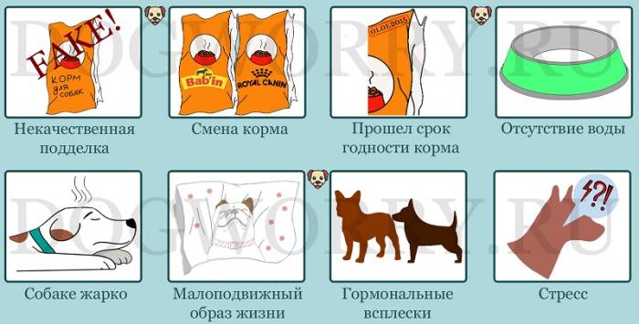 Почему собака не ест сухой корм, что делать, если собака перестала есть — pet-mir.ru