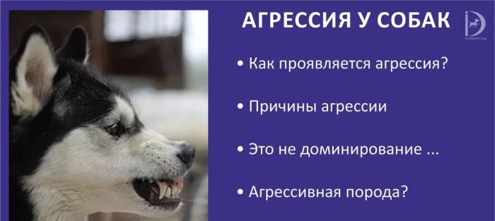 Виды агрессии у собак, причины и способы устранения
