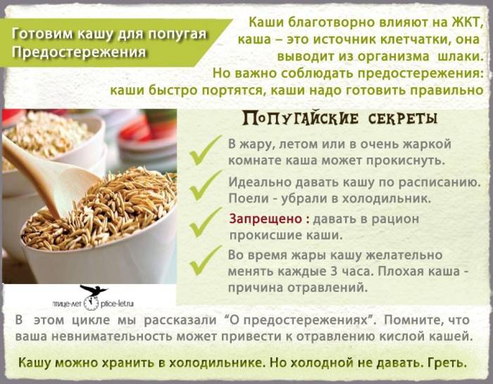 Какие фрукты можно попугаям?