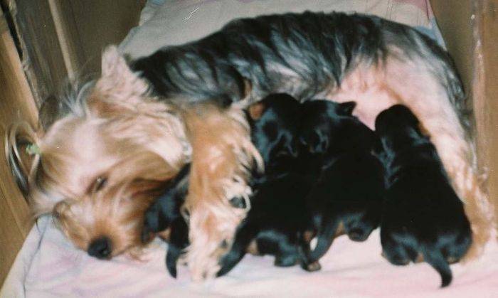 Вязка йоркширского терьера: все, что нужно знать (фото)