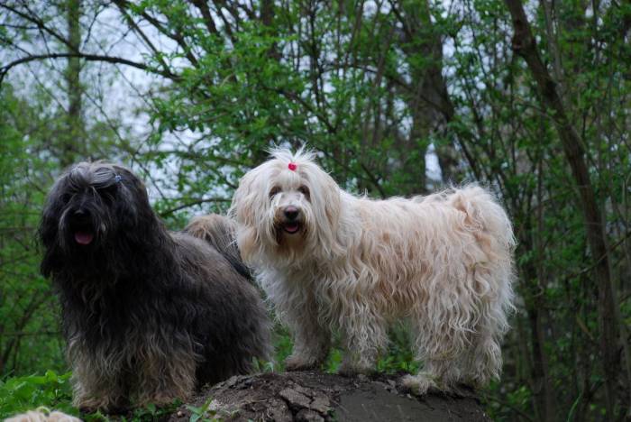 Обзор собак тибетский терьер от а до я: описание породы, происхождение и фото