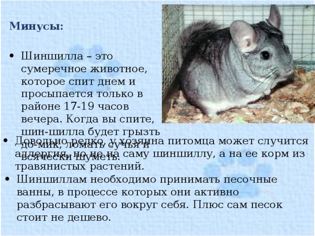 Сколько длится беременность у шиншилл и как проходят роды