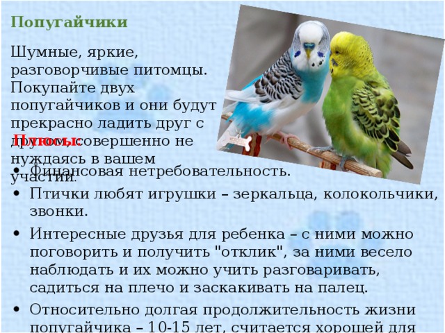 Домашние виды попугаев, 10 лучших пород попугаев для дома