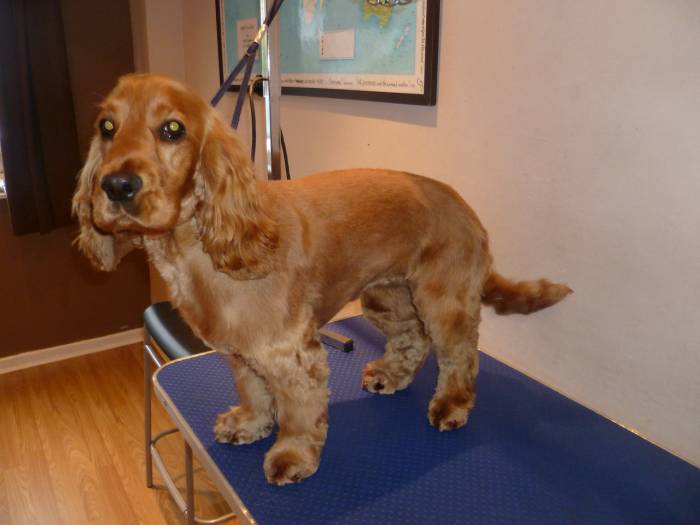 Виды стрижек кокер-спаниеля: груминг в домашних условиях