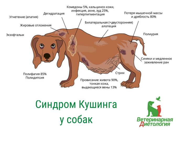 Заболевания надпочечников: гиперальдостеронизм, феохромоцитома, недостаточность коры надпочечников
