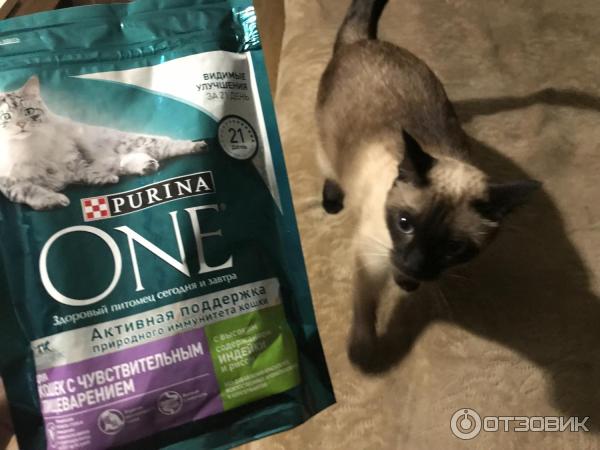 Purina корм для кошек: 5 популярных видов, отзывы