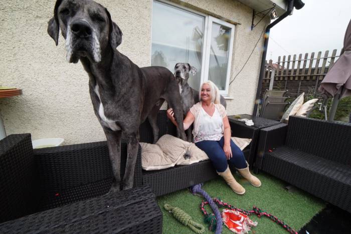 Собаки из рекордов гиннеса