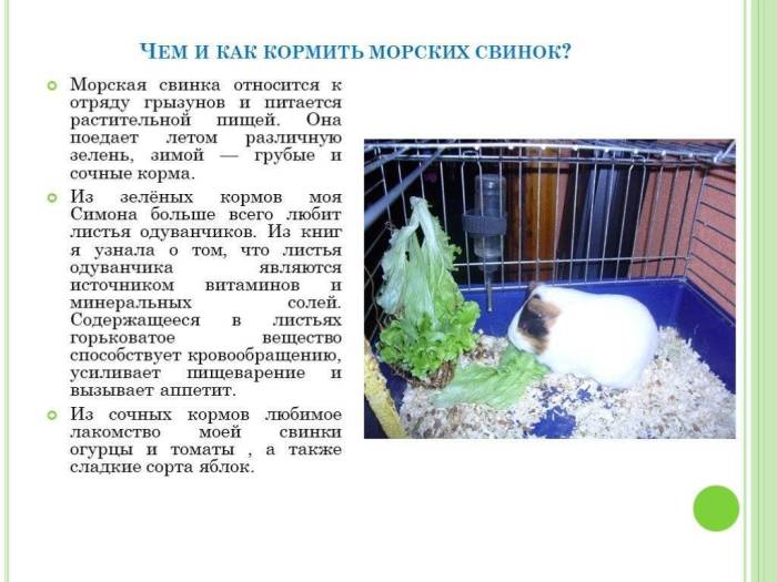 Какие овощи можно морским свинкам и в каком количестве