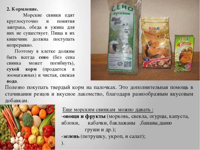 Можно ли морским свинкам траву в свежем виде и какую именно