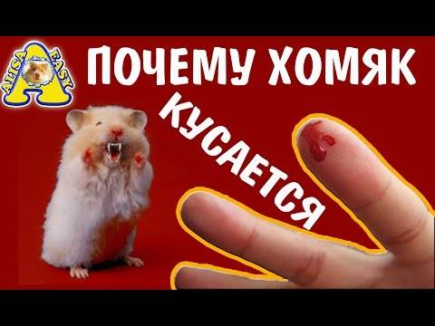 Почему джунгарик кусается, как отучить его?