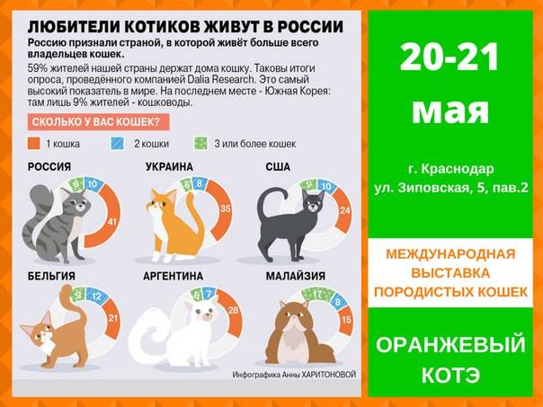 6 ошибок хозяина, которые сокращают жизнь кошки