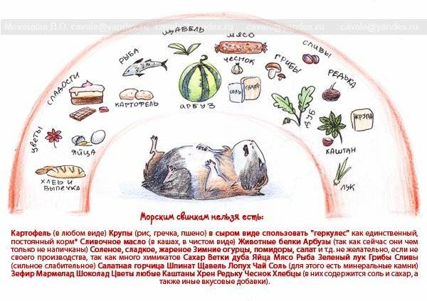 Рацион и режим питания морских свинок: чем и когда кормить, что давать нельзя