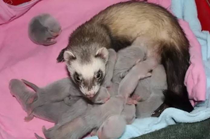 Сколько живут хорьки в домашних условиях