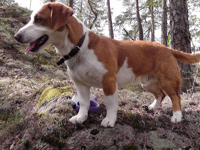 Древер (шведский таксообразный бракк): обзор породы собак с фото и видео