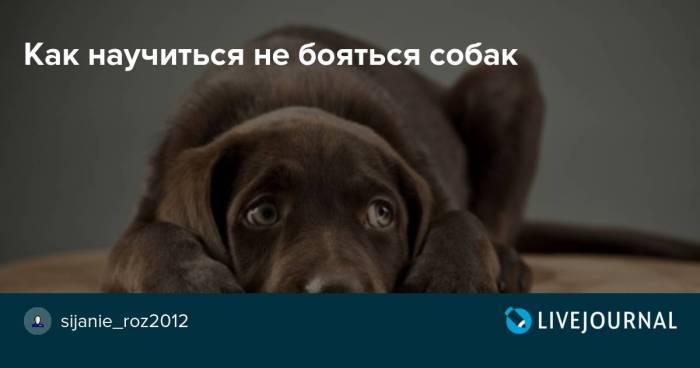 Страх собак: причины, проявления, способы борьбы