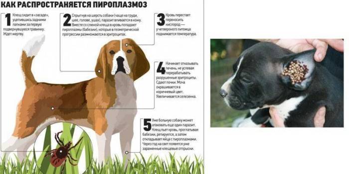 Пироплазмоз у собаки – лечение, препараты, профилактика