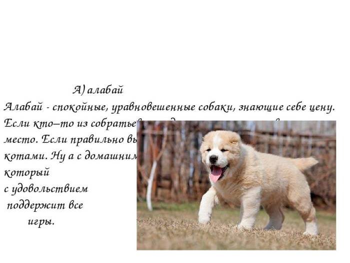 Среднеазиатская овчарка алабай: характеристика и описание породы