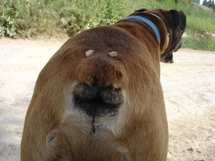 Слизь, жидкость, водянистые выделения из заднего прохода