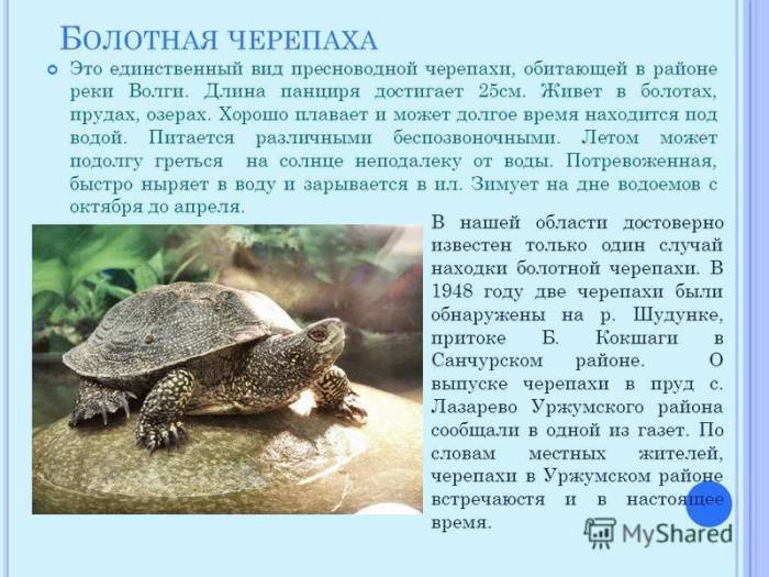 Виды сухопутных черепах