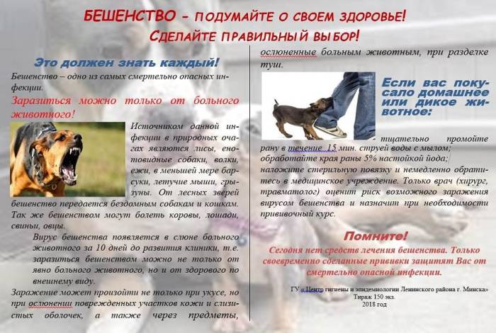 Бешенство у собак - признаки, течение болезни, диагностика, лечение и профилактика