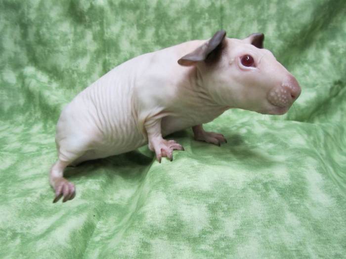 Все о лысой морской свинке: описание пород, особенности ухода за скинни и болдуин