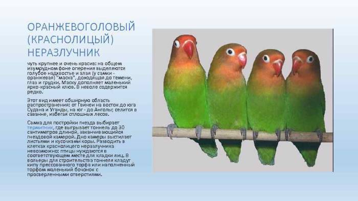 Сколько живут неразлучники в домашних условиях