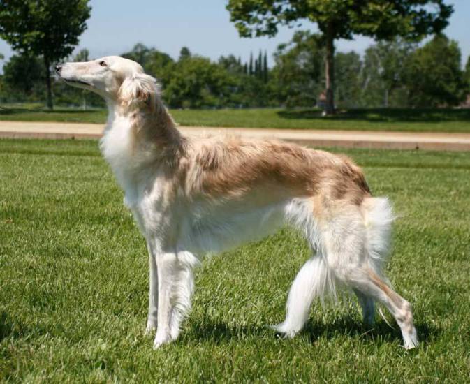 Породы белых собак с фотографиями, названиями и описанием