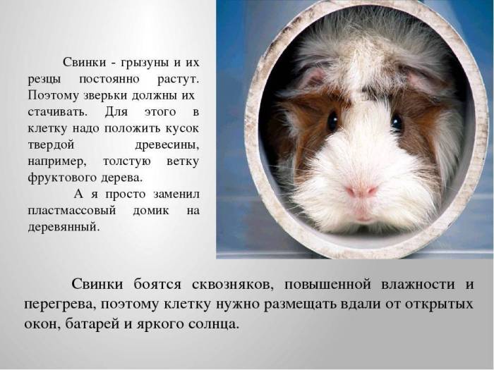 Мир глазами животных