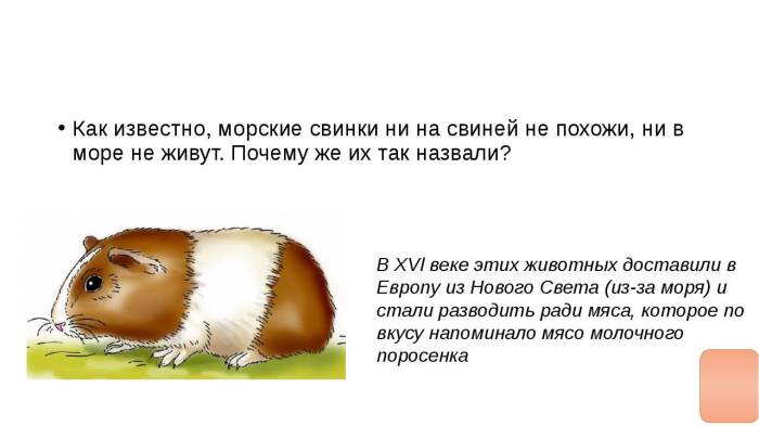 Почему морская свинка так называется. происхождение названия гвинейской свинки кеви (кейви). история появления грызуна