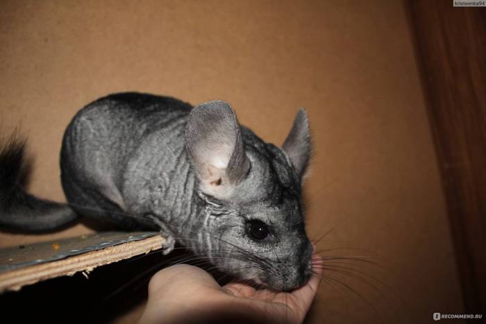 Причины писка, крика и других звуков издаваемых шиншиллами, что они значат и нужно ли питомцу помощь