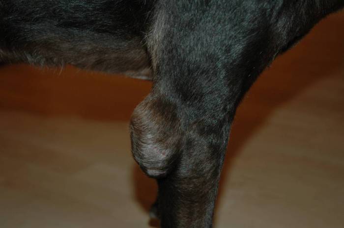 Заболевания лап у собак