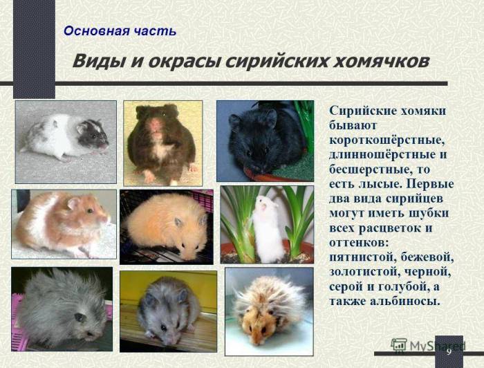 Какие бывают хомяки: породы и разновидности