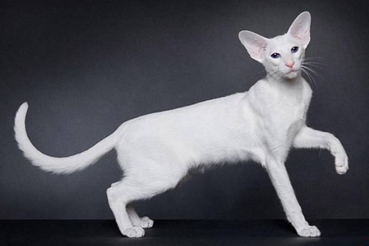 Форин вайт: описание породы, особенности здоровья, уход за кошкой