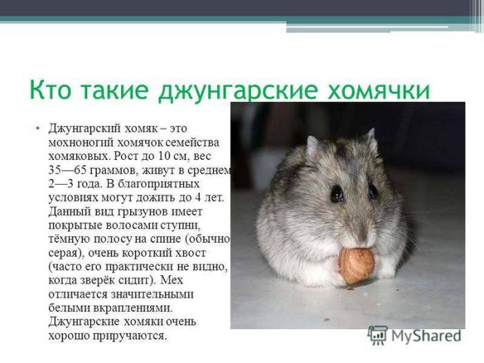 У хомяка жизнь коротка — как продлить жизнь своему любимцу