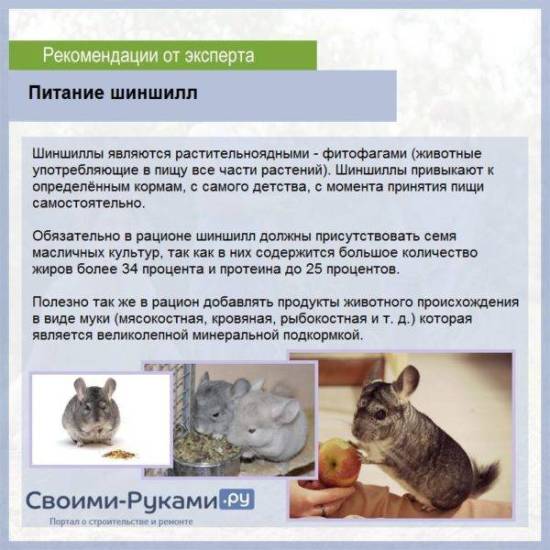 Маленькие и новорожденные шиншиллы: уход и содержание