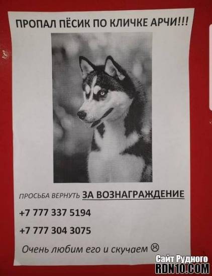 Клички собак крупных пород (50 фото): для немецкой овчарки мальчика, для бойцовский со смыслом, дети маламута, арчибальд, имя девочки, кличка – про собак от а до я на glamour-dog.ru