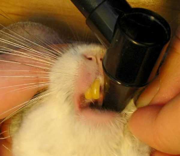 Проблемы с зубами у морских свинок . что делать если сломался зуб