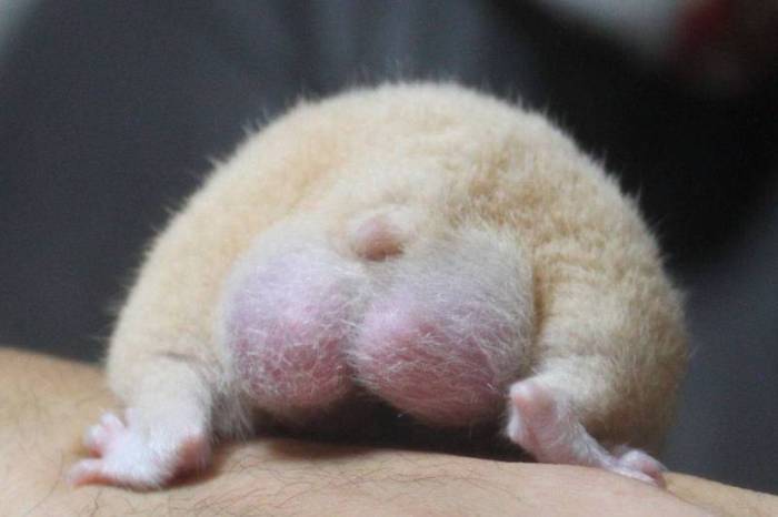 У хомяка вздулся живот: что это значит и что делать