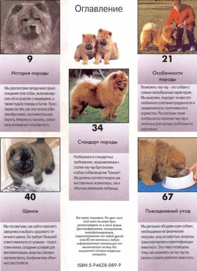 Чау-чау - порода собак, характеристики, особенности, уход