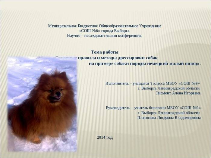 Немецкий карликовый шпиц: описание и характеристика