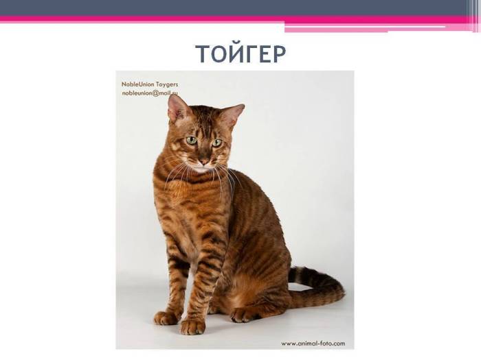 Тойгер - стандарт и описание породы, особенности характера, отзывы владельцев и другая информация