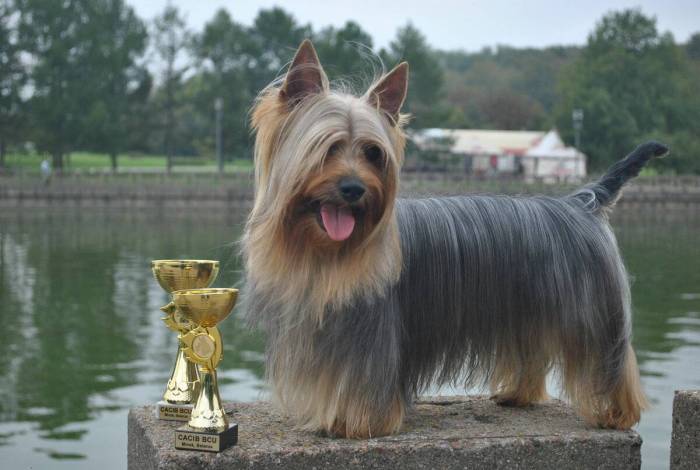 Австралийский шелковистый (силки) терьер: стандарт, отличия и история. австралийский силки терьер – веселая и энергичная порода с эффектной внешностью